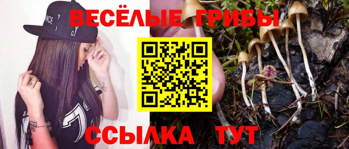 Дмитров  Псилоцибиновые грибы Psilocybe  Вход с VPN 